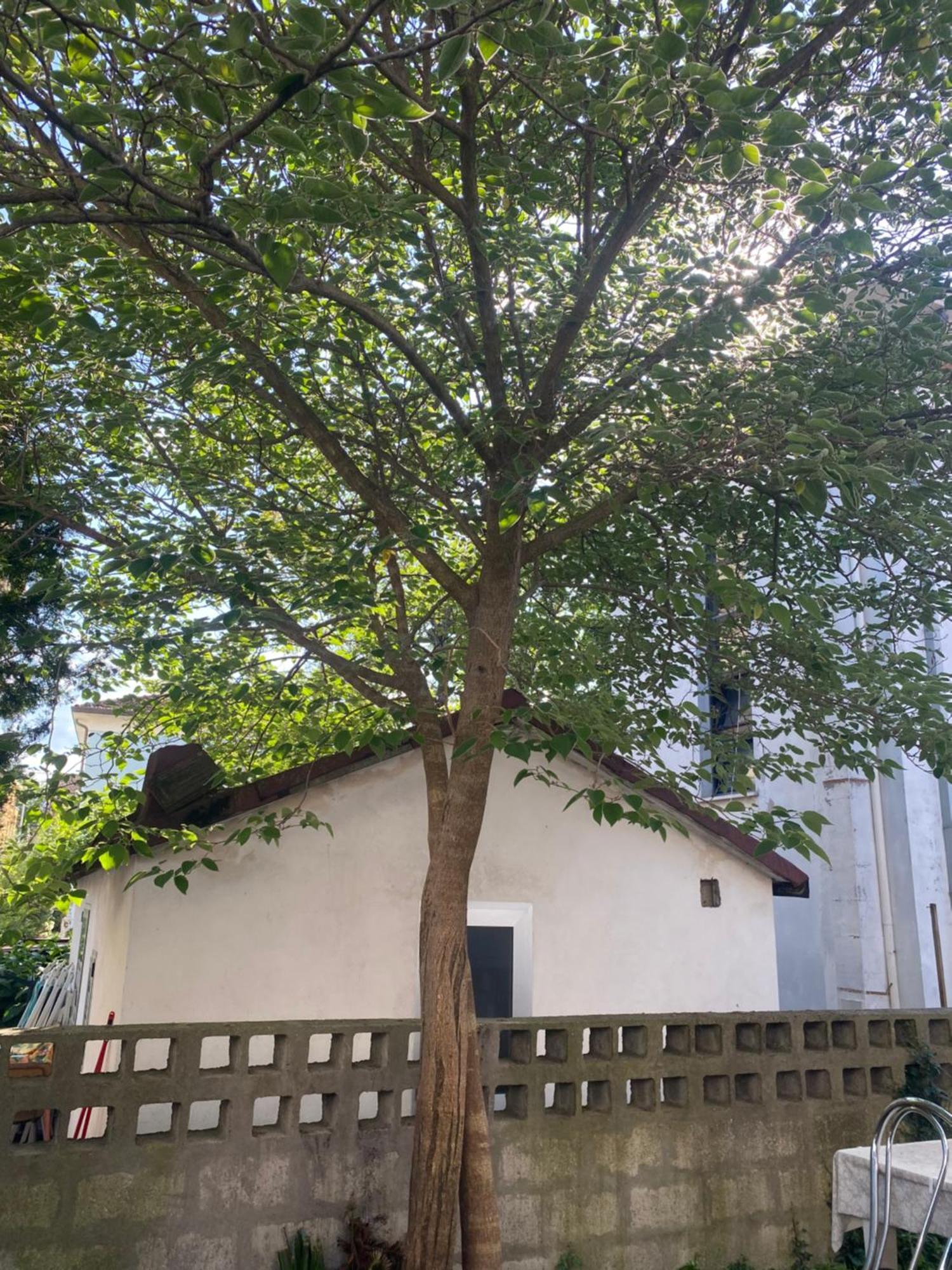 Casa Elisa 8 Holiday home Bellaria-Igea Marina
